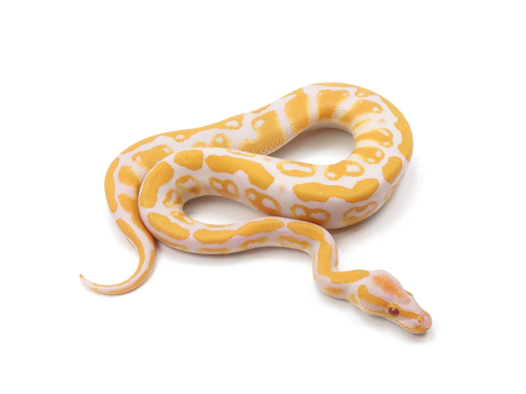 Lavender Albino Ball Python