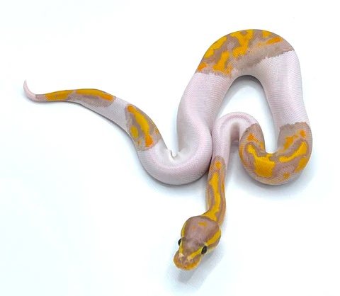 banana pied Ball Python