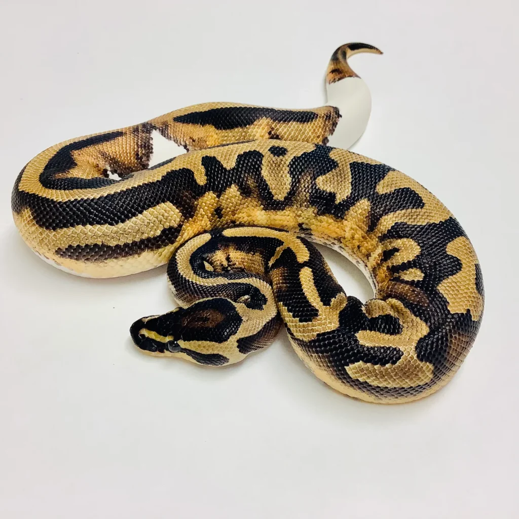 Pied Ball Python