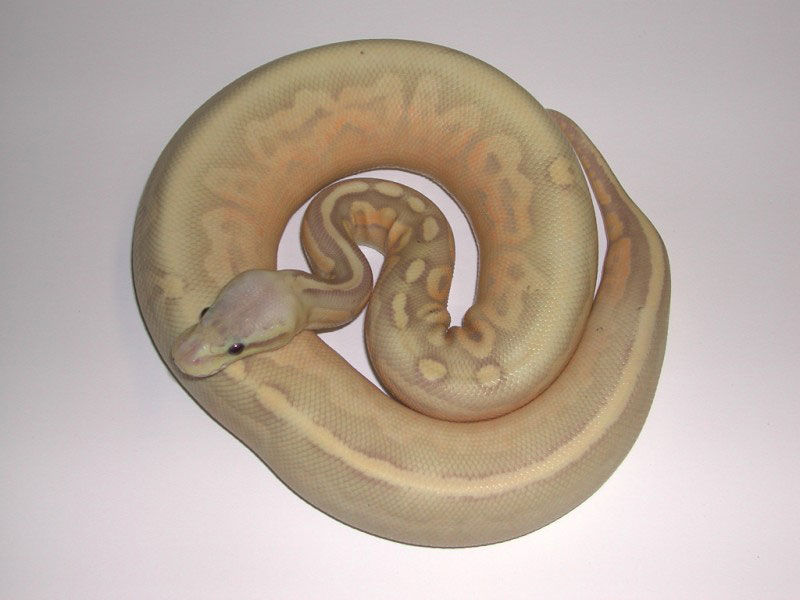 pewter banana ball python